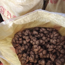 南姜 大量上市 欢迎来电采购 量大从优可视频看货