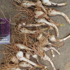 藠头直销，欢迎采购，同时求明年销路计划，欢迎批发商尝共同