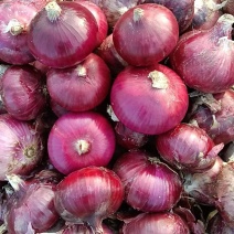 万亩洋葱基地洋葱上市了，精品洋葱量大优惠 ，欢迎合作