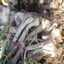 潍坊精品铁杆  梧桐<font color=red>大葱</font>质大量上市 