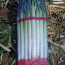 潍坊精品铁杆  梧桐大葱质大量上市   质量好  价格低