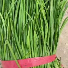 万亩基地韭菜需要的联系