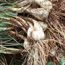 中果荞头  藠头品质好，产地一手货源 欢迎订购  全国发