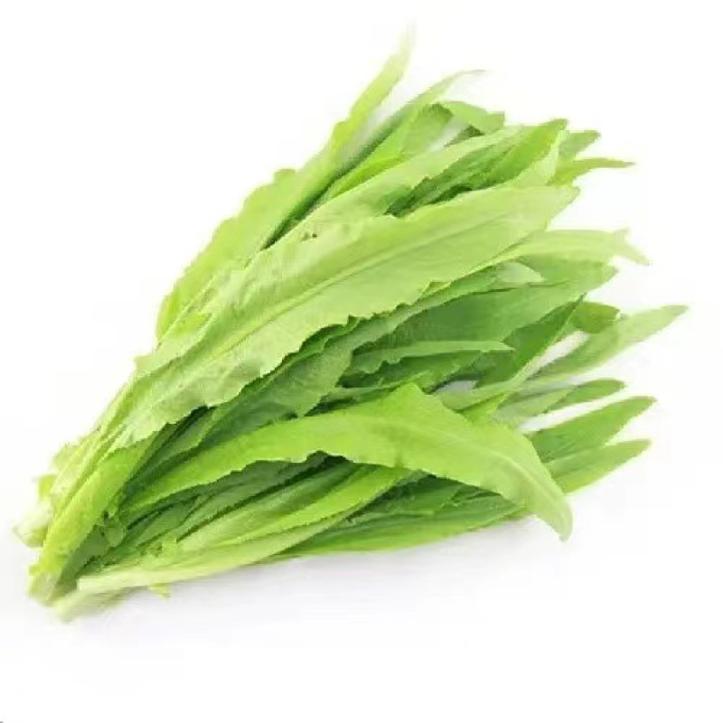 油麦菜大量上市 全国供应 品质保证 货源稳定 。