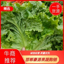 山东新起点蔬菜种植基地