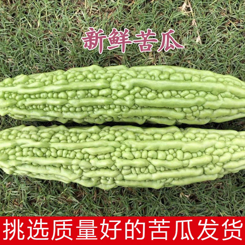 【推荐】广东苦瓜/湛江油苦瓜/产地货源/全国发货供应
