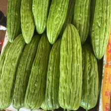 【推荐】广东苦瓜/湛江油苦瓜/产地货源/全国发货供应