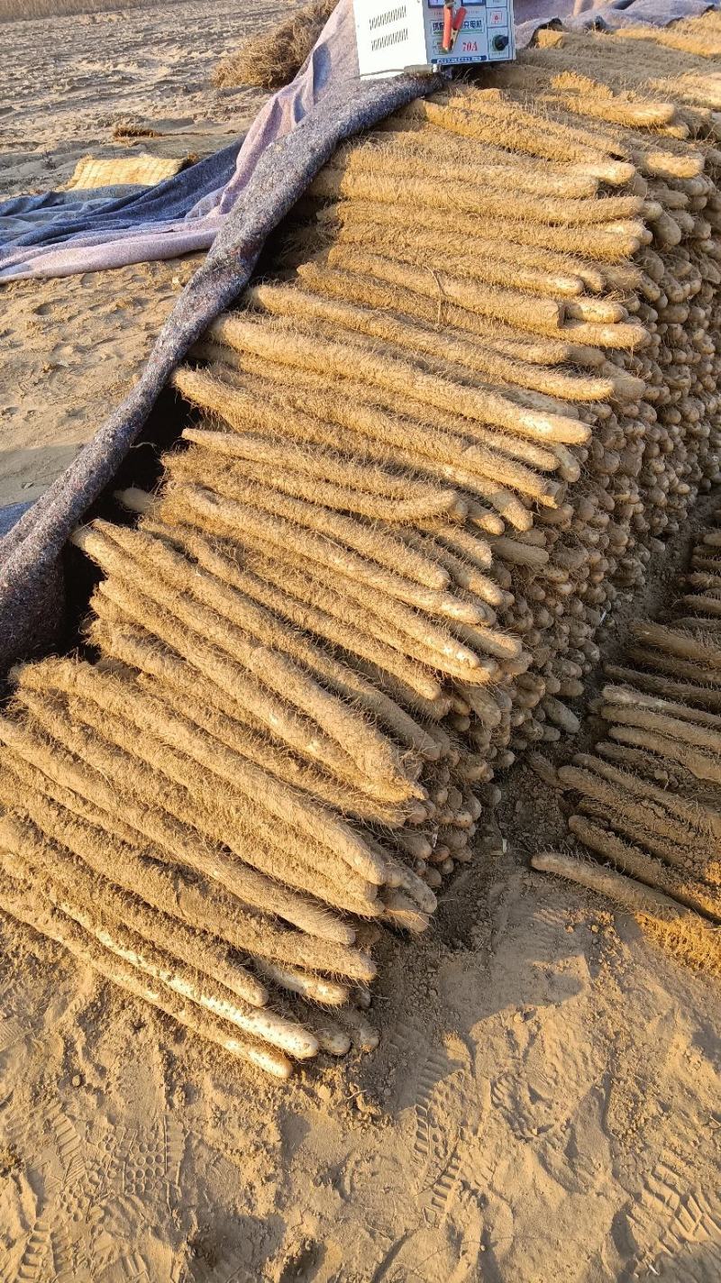 河南省安阳市内黄县嘛<font color=red>山药</font>和铁棍大量上