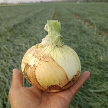 河南大黄葱，小黄葱，大量有货，工厂，市场，产地直发。