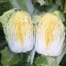 安徽产地精品黄心菜，全国发货，实力代办，欢迎采购商咨询