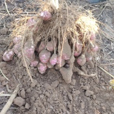 独头沙地洋姜，精品货，大量有货，纯人工桃拣，质量保证