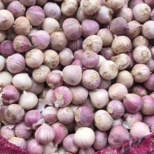 云南2025年新鲜红皮鲜蒜紫皮大蒜蒜种糖蒜腊云南鲜蒜早蒜