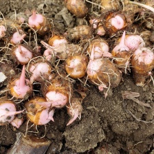 【诚信商家】毛芋头产地供应一手货源 对接市场电商