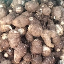 【诚信商家】毛芋头产地供应一手货源 对接市场电商