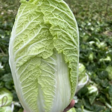 怀远县榴城天美家庭农场