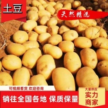 山东荷兰十五<font color=red>土豆</font>，品质保证，产地直发