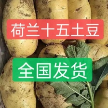 山东荷兰十五土豆，品质保证，产地直发，价格优惠