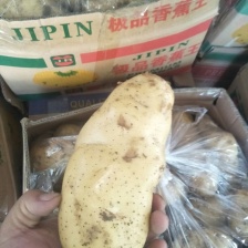 山东荷兰十五土豆，品质保证，产地直发，价格优惠