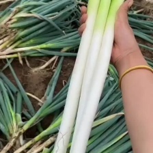 精品铁杆大葱 货源充足 量大从优质量保证欢迎咨询