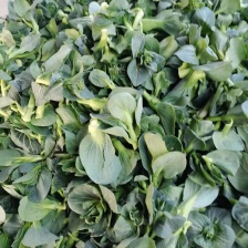菜心，广东菜心新鲜上市，产地直供，对接全国市场