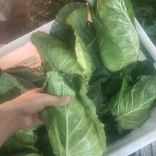 我处甘蓝产地直销，质量过硬，量大从优，合作共赢