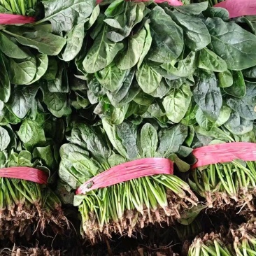 精品菠菜，河南汝州产地直供，常年种植，品质有保障