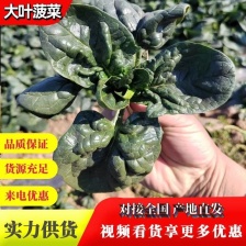 精品菠菜，河南汝州产地直供，常年种植，品质有保障