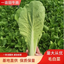 大白菜