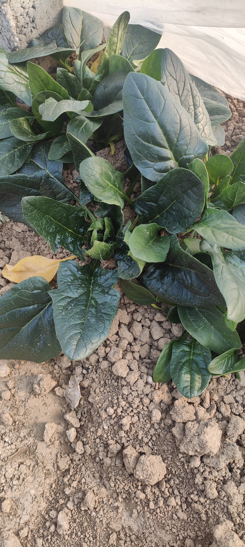 【推荐】大叶菠菜，价格低质量好耐运输，对接：市场+商超