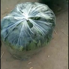 【推荐】大叶菠菜，价格低质量好耐运输，对接：市场+商超