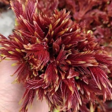 巴山红香椿，色泽味美，红艳欲滴，即将大量上市