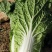 白菜大量供应、质量保证、支持各种包装、欢迎采购11111