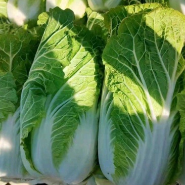 白菜大量供应、质量保证、支持各种包装、欢迎采购11111