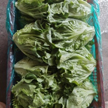 散叶生菜整箱供应  云南泡沫箱装生菜 生吃现炒口感好生菜