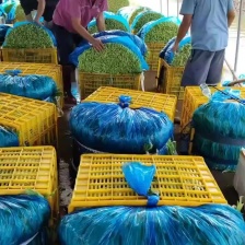 柳叶青杆空心菜