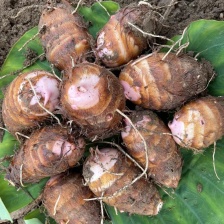 芋头，大球中球电商8520