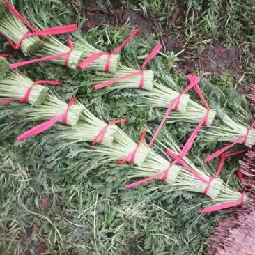 茼蒿 15~20cm，地头现割，保证新鲜，