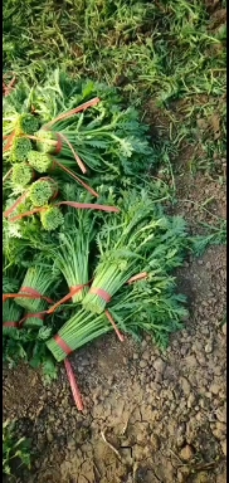 茼蒿 15~20cm，地头现割，保证新鲜，