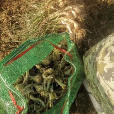 云南果真美果业