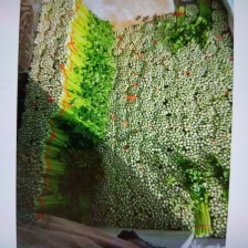 【娃娃菜】甘肃小娃娃菜 基地直发 供应市场 电商 商超