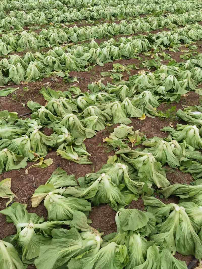 芥菜大量有货基地直供品质优可对接市场商超欢迎咨询来电