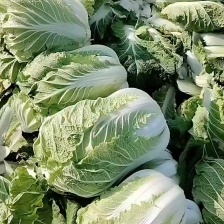 矮颗黄心白菜【秋宝】大量供应 质量保障品种秋宝，义合秋