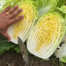 矮颗黄心白菜【秋宝】大量供应 质量保障品种秋宝，义合秋