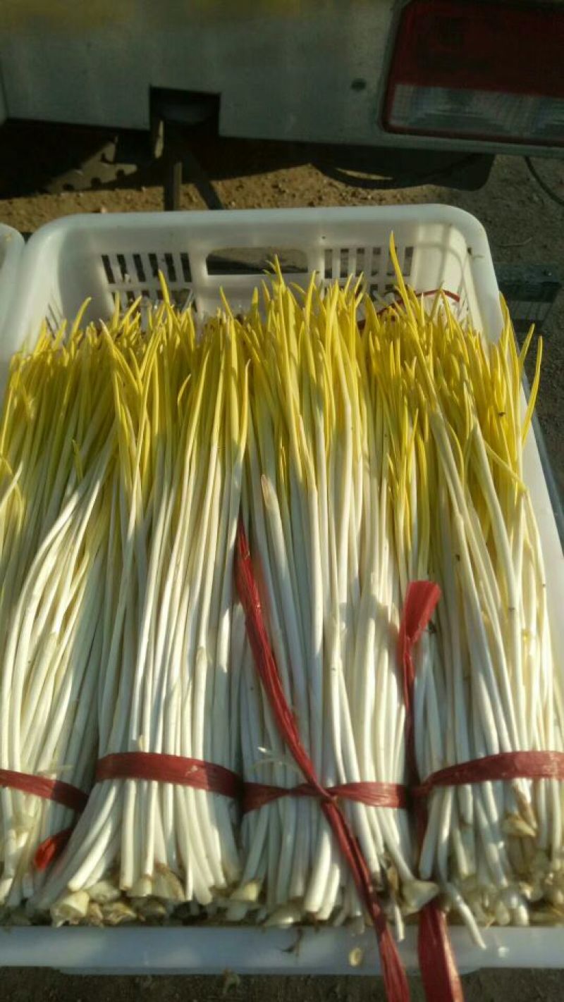 蒜黄 45---55快手号一腚赢赢实际价格电话沟通