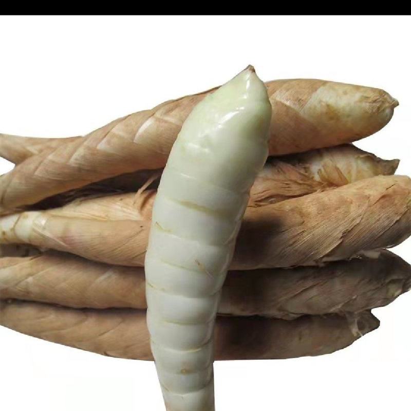新鲜冬粉薯竹薯竹竽