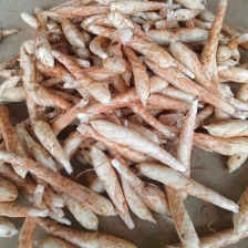 新鲜冬粉薯竹薯竹竽