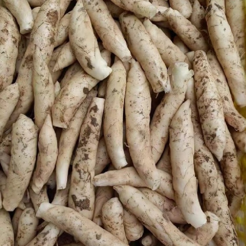 新鲜冬粉薯竹薯竹竽