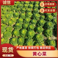 精品黄心菜！产地直供！自家种植！！电联视频！欢迎订购
