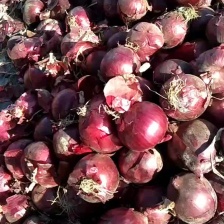 6到12紫皮洋葱