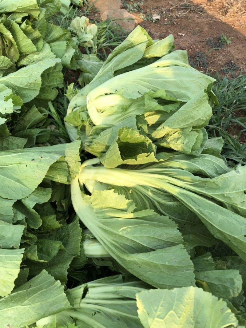 徐闻县基地精品包心芥菜